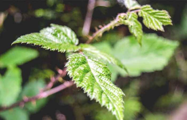 خواص گزنه
