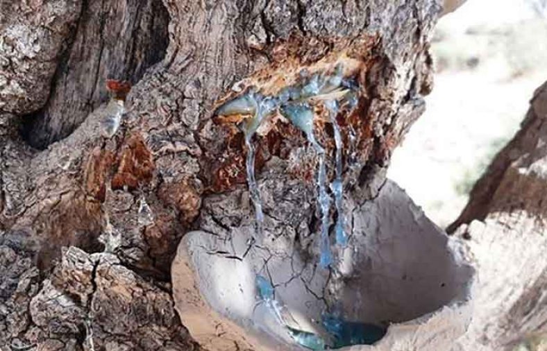 خواص سقز