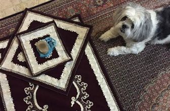 نماز خواندن در خانه ای که سگ دارد