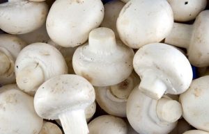 پرورش قارچ در منزل