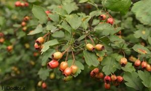 خواص زالزالک