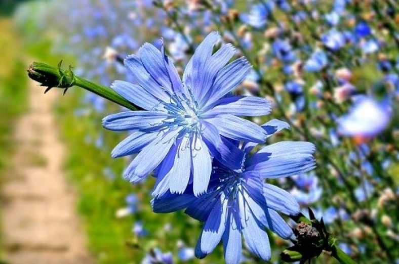 خواص کاسنی