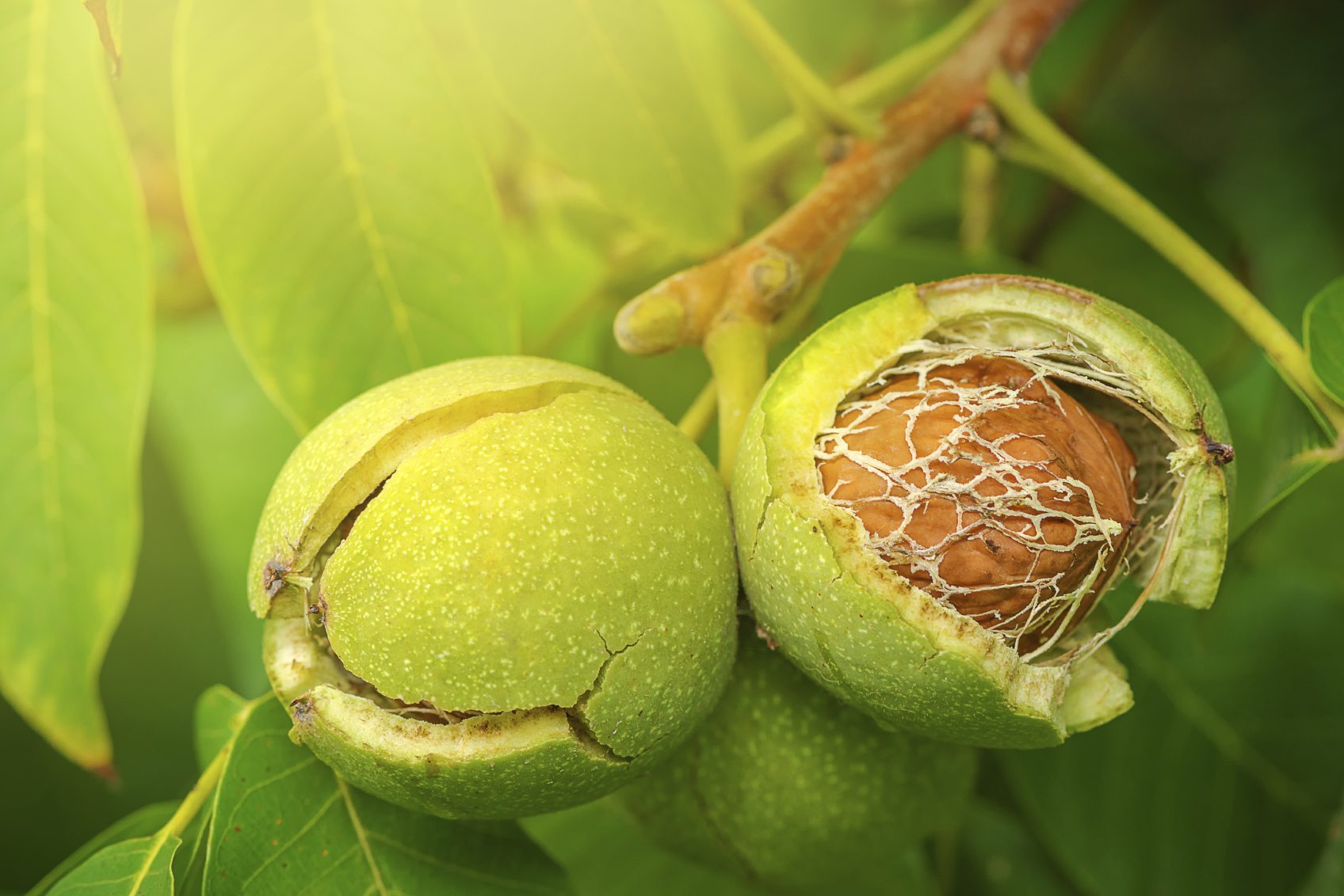 تعبیر خواب گردو چیدن
