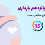 هفته پانزدهم بارداری