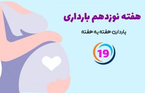 هفته نوزدهم بارداری