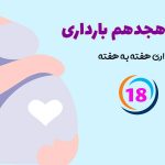 هفته هجدهم بارداری