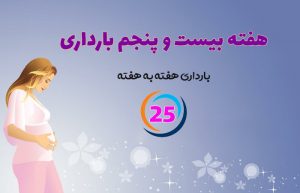هفته بیست و پنجم بارداری
