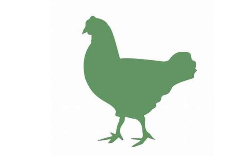 مرغ سبز چیست