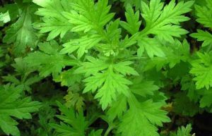 خواص دارویی گیاه درمنه