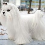 سگ نژاد مالتیز