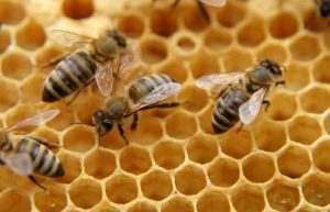 بره موم چیست