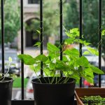 کاشت لوبیا برای مدرسه