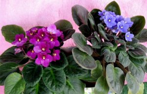 تکثیر بنفشه آفریقایی