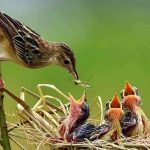 لانه‌سازی گنجشک‌ها