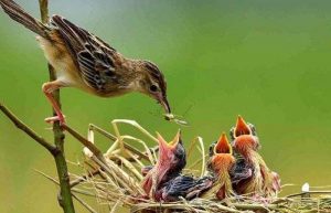 لانه‌سازی گنجشک‌ها