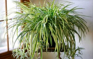 نگهداری گیاه پاندانوس