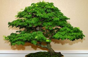 نگهداری از بونسای افرا
