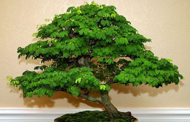 نگهداری از بونسای افرا