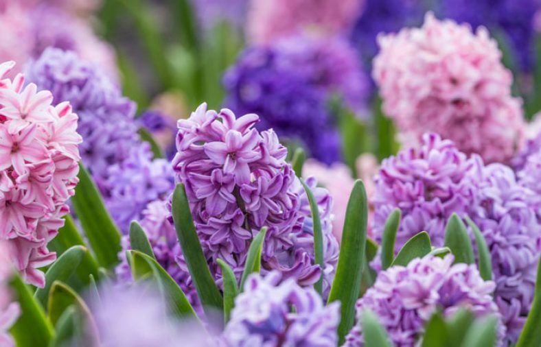 کاشت گل برای عید