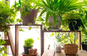 معرفی گیاهان تصفیه کننده هوا در منزل