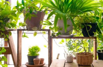 معرفی گیاهان تصفیه کننده هوا در منزل