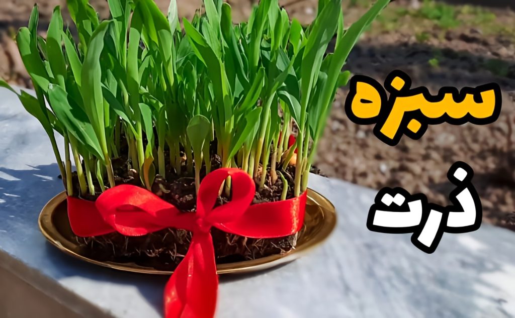 کاشت سبزه ذرت برای عید نوروز + فیلم آموزش مرحله به مرحله