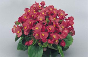 طریقه نگهداری و کاشت بگونیا