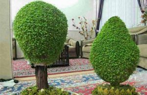 کاشت سبزه درختی برای عید