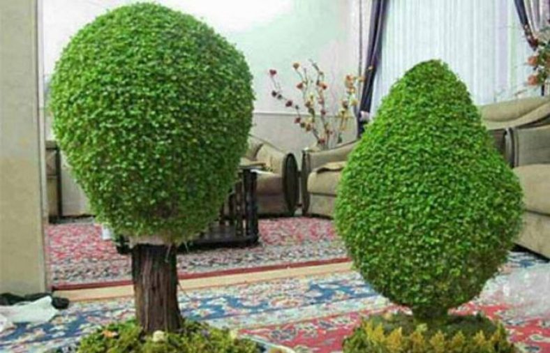 کاشت سبزه درختی برای عید