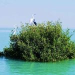 جنگل حرا