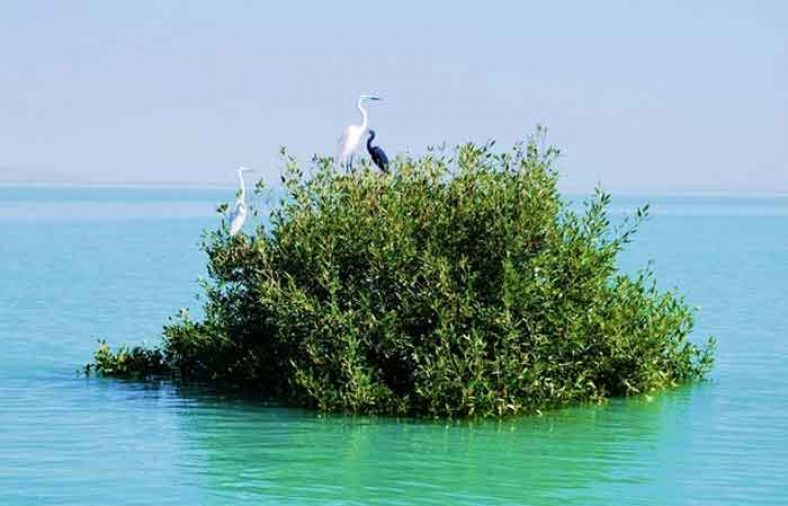 جنگل حرا
