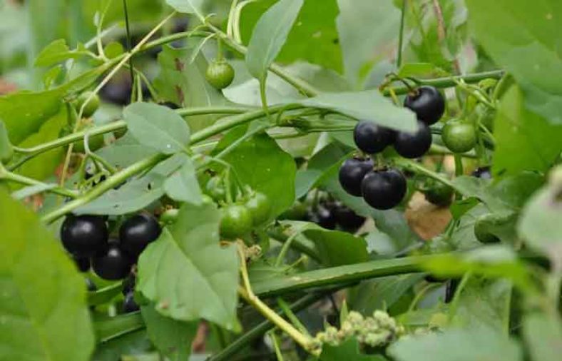 گیاه تاجریزی