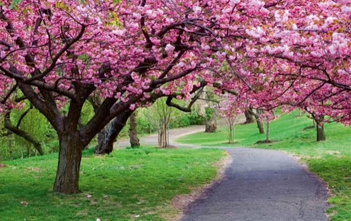 شعر در مورد بهار برای کلاس ششم - شعر در مورد بهار از پروین اعتصامی 