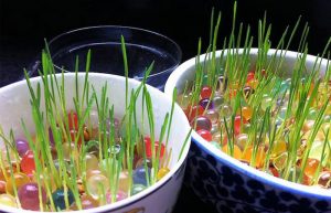 کاشت سبزه با خاک ژله‌ ای