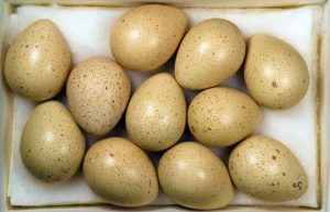 خواص تخم کبک