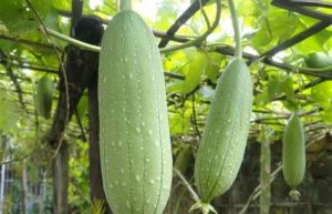 خواص گیاه لوفا