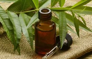 خواص روغن درخت چای