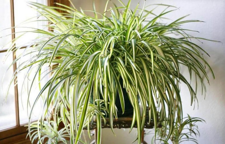 نگهداری گل عنکبوتی
