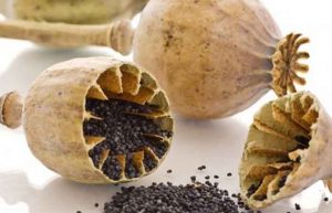 روغن خشخاش