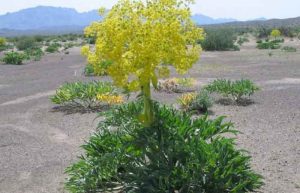 خواص انغوزه در طب سنتی