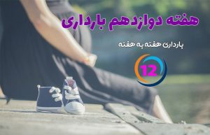 هفته دوازدهم بارداری
