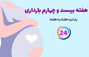هفته بیست و چهارم بارداری
