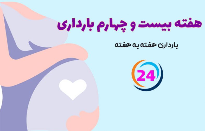هفته بیست و چهارم بارداری