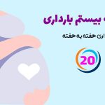 هفته بیستم بارداری