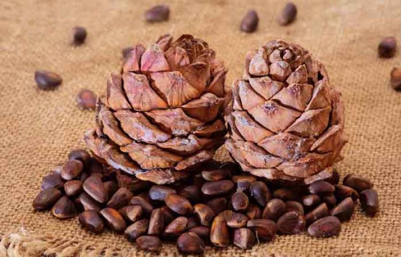 چلغوز