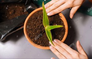 نحوه کاشت آلوورا در گلدان