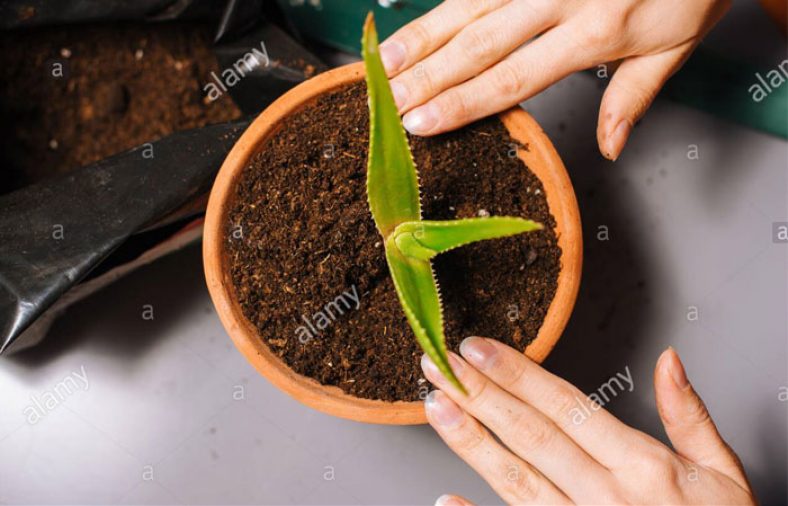 نحوه کاشت آلوورا در گلدان