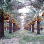 رودان