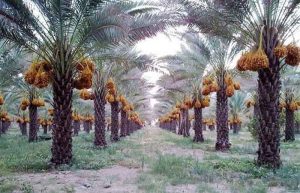 رودان