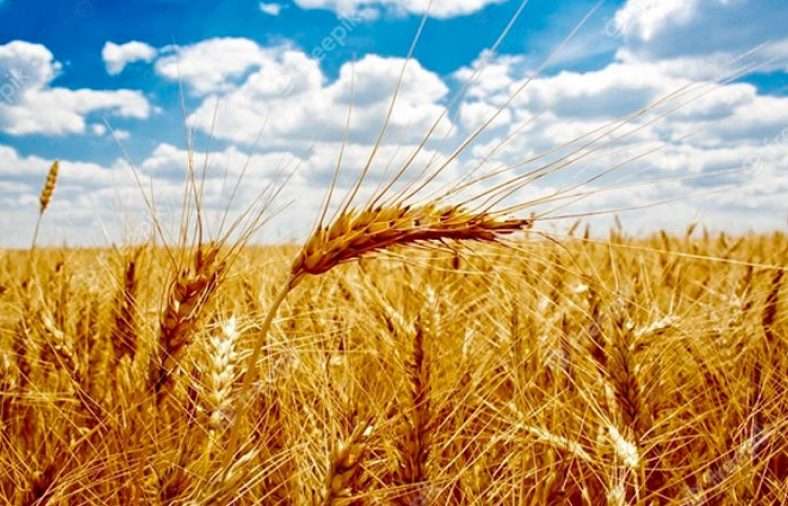 کاشت گندم در گلدان